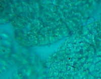 ͼ5B