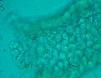 ͼ6B