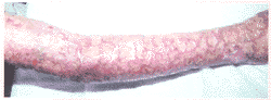 tb105.gif (7428 bytes)