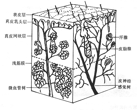 9803t1.gif (59862 bytes)