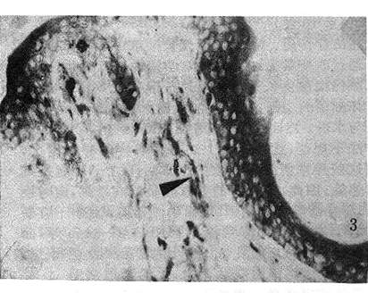 9803t31.gif (129212 bytes)