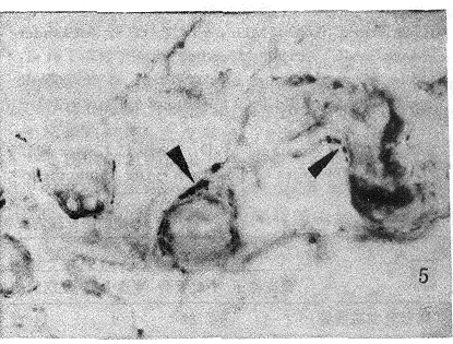 9803t33.gif (130647 bytes)