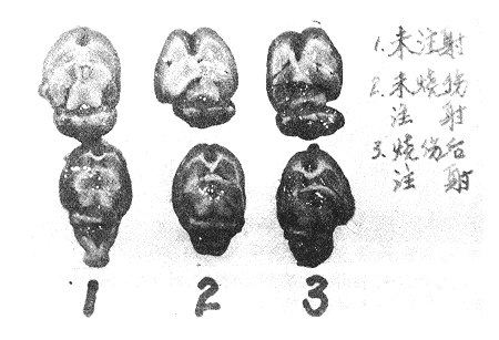 9803t5.gif (93177 bytes)