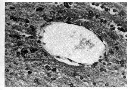 9803t6.gif (137444 bytes)
