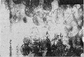 0204.gif (17284 bytes)